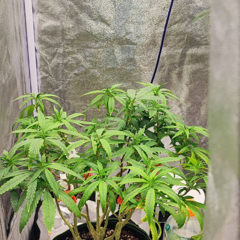 Sonic growlog timeline photo