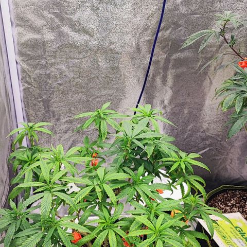 Sonic growlog timeline photo