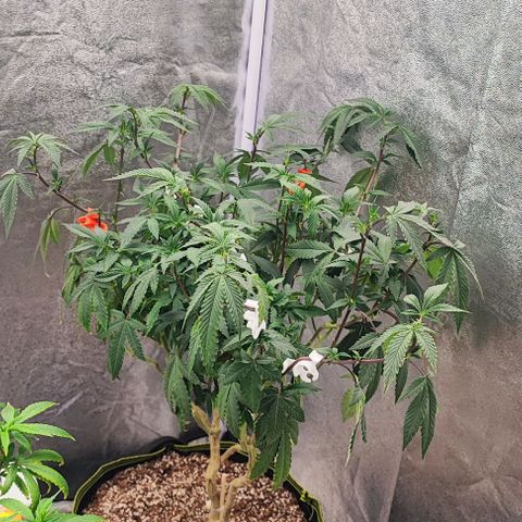 Frosty growlog timeline photo