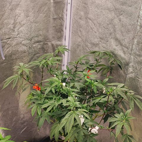 Frosty growlog timeline photo