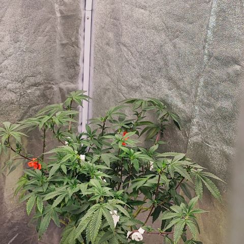 Frosty growlog timeline photo