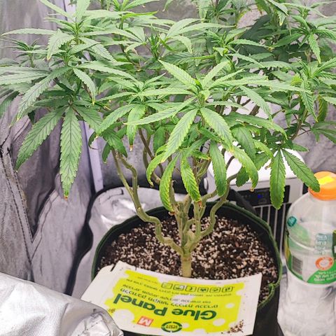 Sonic growlog timeline photo