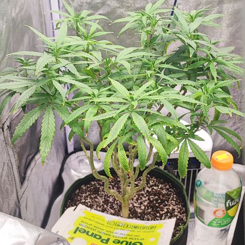 Sonic growlog timeline photo