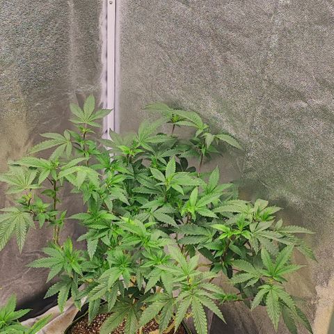 Frosty growlog timeline photo