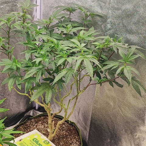 Frosty growlog timeline photo