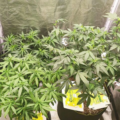 Sonic growlog timeline photo