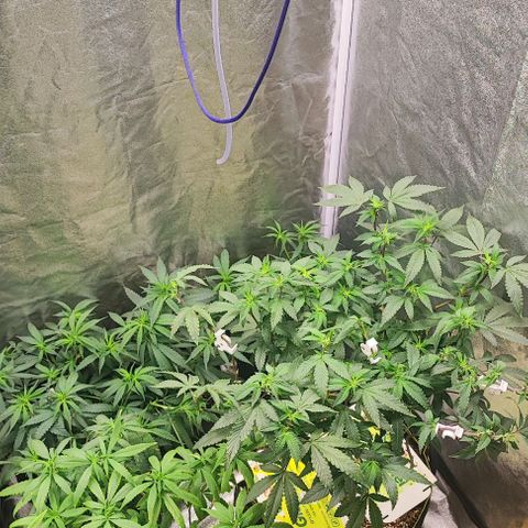 Sonic growlog timeline photo