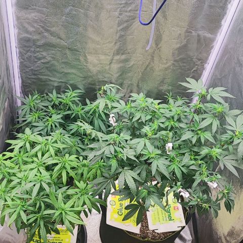 Sonic growlog timeline photo