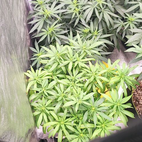Sonic growlog timeline photo