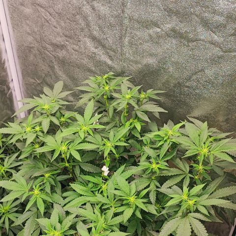 Sonic growlog timeline photo