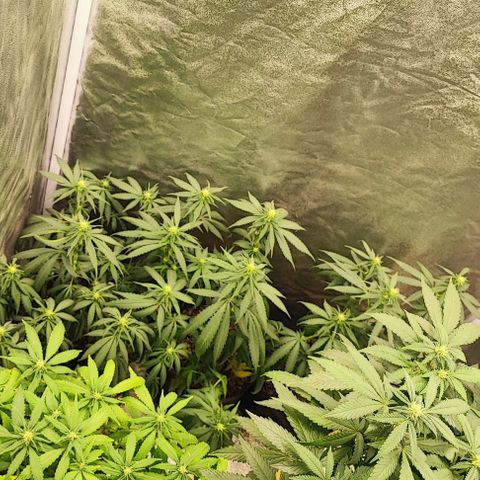 Sonic growlog timeline photo