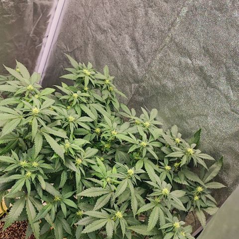 Sonic growlog timeline photo