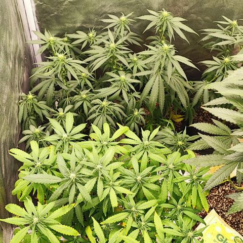Sonic growlog timeline photo