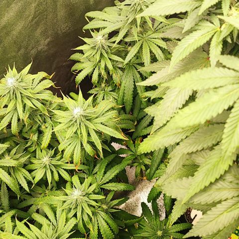 Sonic growlog timeline photo