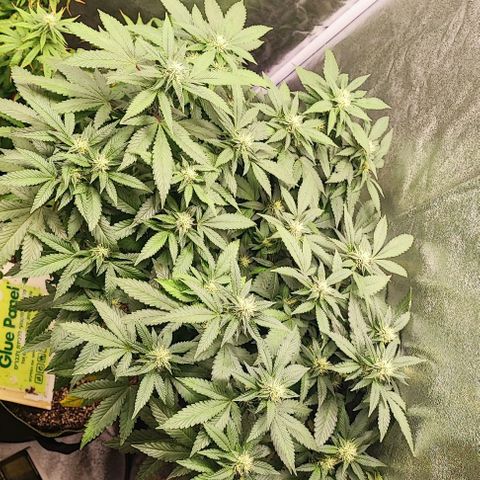 Sonic growlog timeline photo