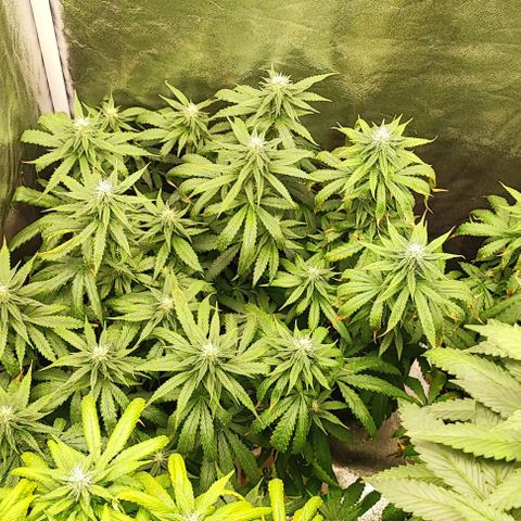 Sonic growlog timeline photo