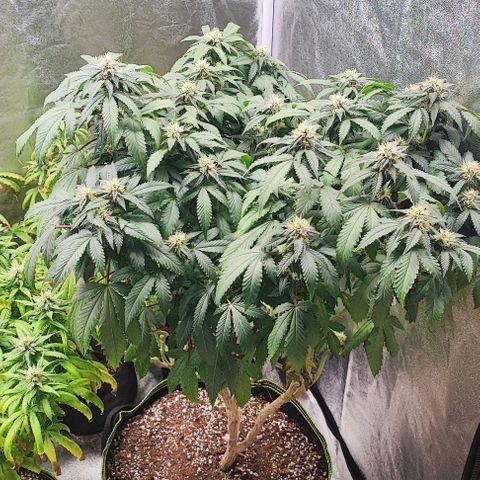 Sonic growlog timeline photo