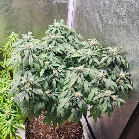 Sonic growlog timeline photo