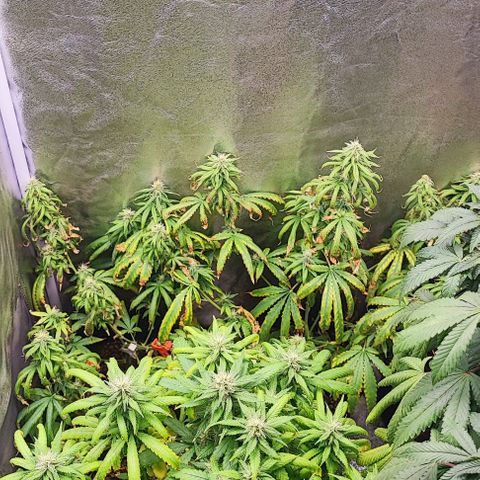 Sonic growlog timeline photo
