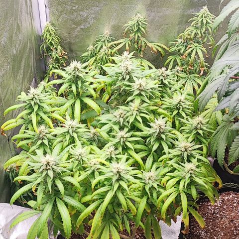 Sonic growlog timeline photo