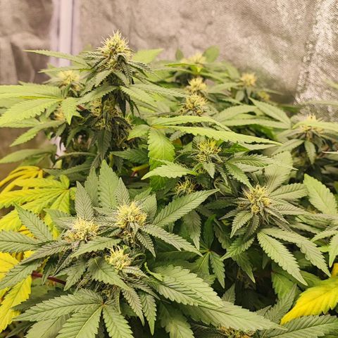 Sonic growlog timeline photo