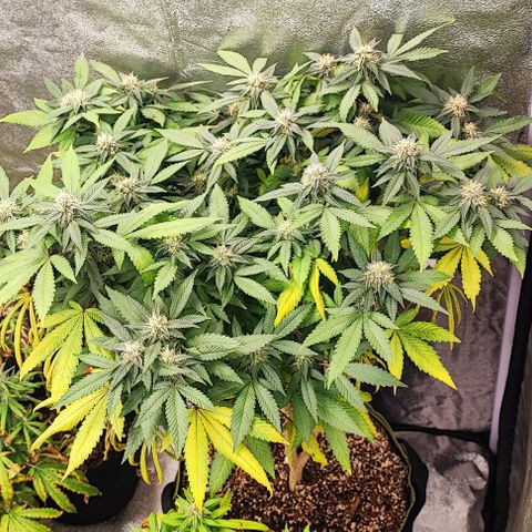 Sonic growlog timeline photo