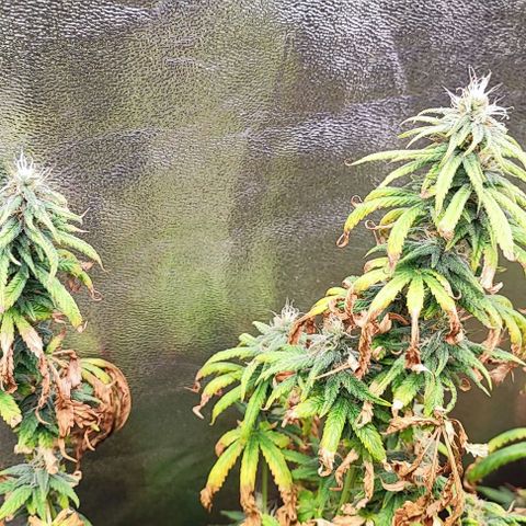 Sonic growlog timeline photo