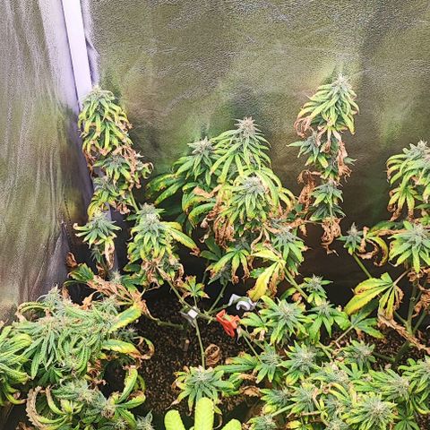 Sonic growlog timeline photo