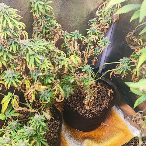 Sonic growlog timeline photo