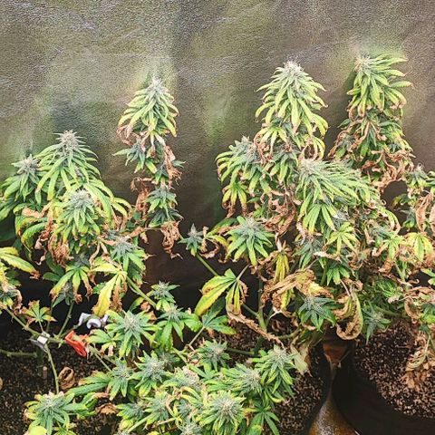 Sonic growlog timeline photo
