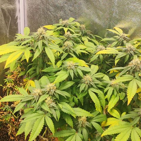 Sonic growlog timeline photo