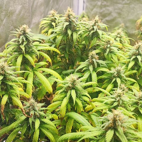 Sonic growlog timeline photo