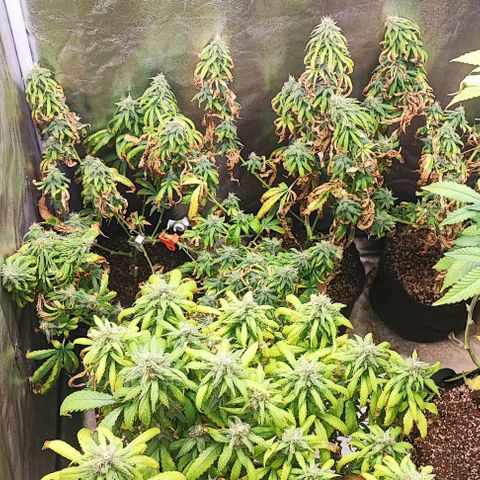 Sonic growlog timeline photo
