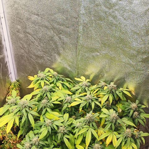 Sonic growlog timeline photo