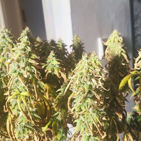 Sonic growlog timeline photo