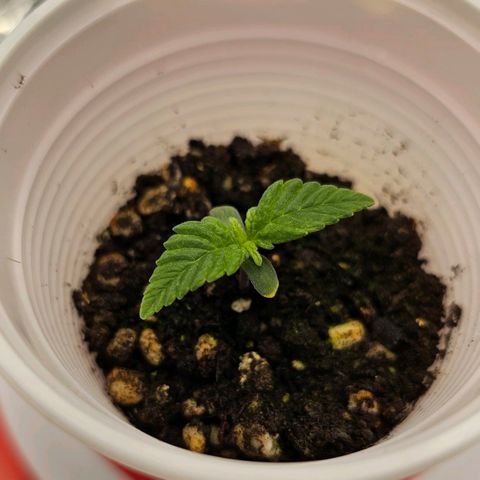 BLUE DREAM growlog photo: Segundo par de folhas crescendo. A planta tem melhorado o seu crescimento aos poucos. O crescimento lento deve ter se dado pela falta de um solo adequado para a plântula. Inseri um já muito nutrido para que ela pudesse assimilar, deveria ter começado com um solo start.