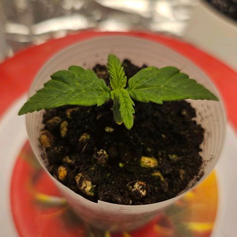 BLUE DREAM growlog photo: Segundo par de folhas se desenvolvendo bem. Folhas mais velhas já beirando o contorno do copo plástico. Sem estiolamento, bem saudável.
