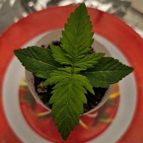 BLUE DREAM growlog photo: Crescimento contínuo, raízes começando a preencher o fundo do copo plástico. Em breve será transplantada para o vaso final.