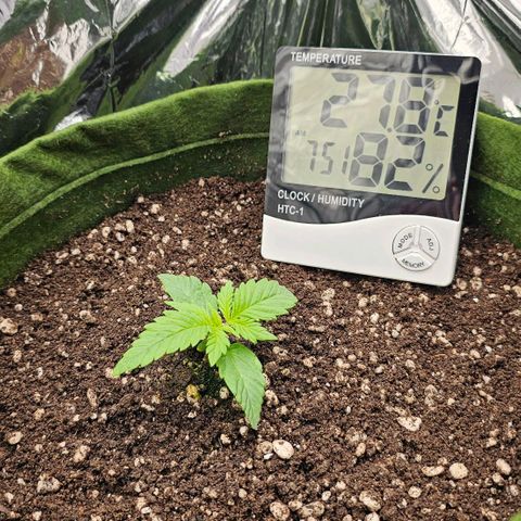 BLUE DREAM growlog photo: Transplante no vaso de 11L realizado durante o período de luz (18h). Solo Orgânico Tropikali Super Grow. VPD encaixado com umidificador. Rega feita com 100ml de água ao entorno da plântula.