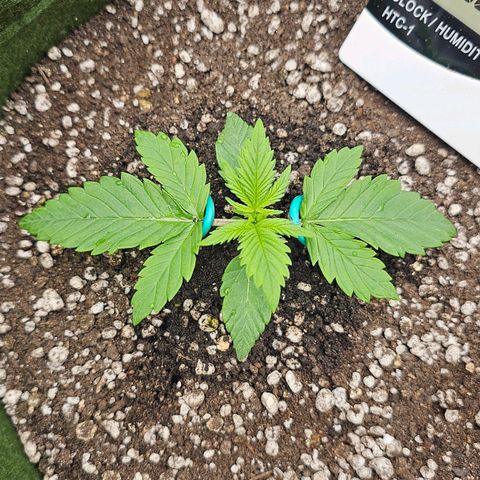 BLUE DREAM growlog photo: A planta amou o transplante e seu primeiro par de 5 folhas vindo com vigor, zero travamento. VPD encaixado com umidificador 24h. 