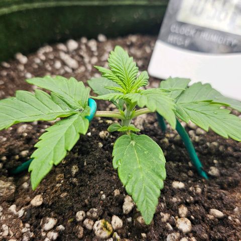BLUE DREAM growlog photo: A planta amou o transplante e seu primeiro par de 5 folhas vindo com vigor, zero travamento. VPD encaixado com umidificador 24h. 