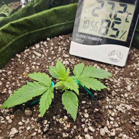 BLUE DREAM growlog photo: A planta amou o transplante e seu primeiro par de 5 folhas vindo com vigor, zero travamento. VPD encaixado com umidificador 24h. 