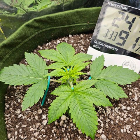 BLUE DREAM growlog timeline photo