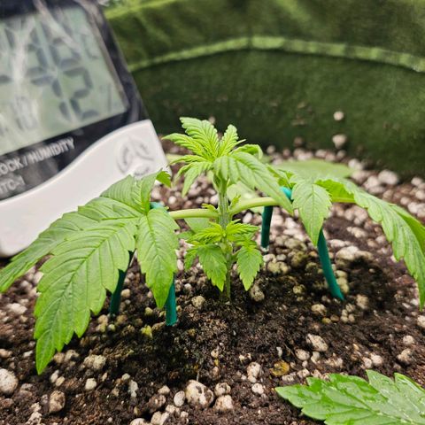 BLUE DREAM growlog timeline photo