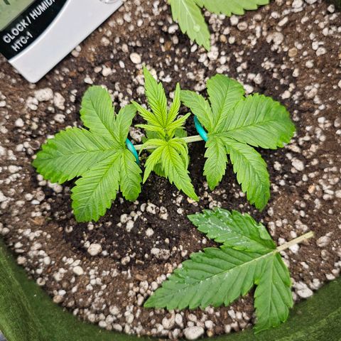 BLUE DREAM growlog timeline photo