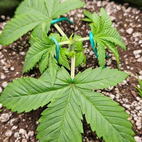 BLUE DREAM growlog timeline photo