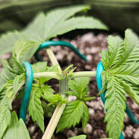 BLUE DREAM growlog timeline photo
