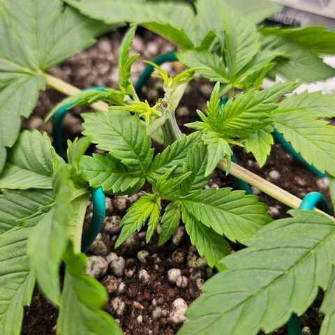 BLUE DREAM growlog photo: Ramos laterais se desenvolvendo bem após da Poda Top, mantendo o LST para colocar os brotos na luz. Muito provavelmente terei de tirar as fan leaves que estão cobrindo os brotos em alguns dias.