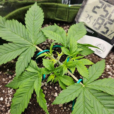 BLUE DREAM growlog photo: Ramos laterais se desenvolvendo bem após da Poda Top, mantendo o LST para colocar os brotos na luz. Muito provavelmente terei de tirar as fan leaves que estão cobrindo os brotos em alguns dias.