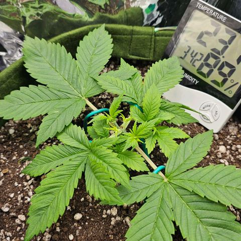 BLUE DREAM growlog photo: Ramos laterais se desenvolvendo bem após da Poda Top, mantendo o LST para colocar os brotos na luz. Muito provavelmente terei de tirar as fan leaves que estão cobrindo os brotos em alguns dias.